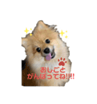 愛犬うた（個別スタンプ：1）