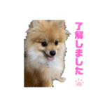 愛犬うた（個別スタンプ：2）