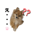 愛犬うた（個別スタンプ：3）
