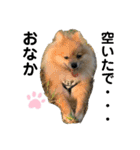愛犬うた（個別スタンプ：4）