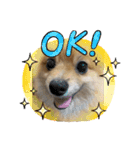 愛犬うた（個別スタンプ：5）
