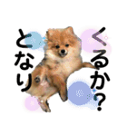 愛犬うた（個別スタンプ：6）
