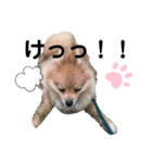 愛犬うた（個別スタンプ：7）