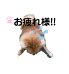 愛犬うた（個別スタンプ：8）