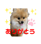 愛犬うた（個別スタンプ：10）