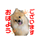 愛犬うた（個別スタンプ：11）