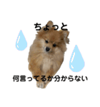 愛犬うた（個別スタンプ：12）