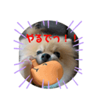 愛犬うた（個別スタンプ：13）