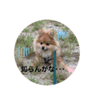 愛犬うた（個別スタンプ：14）
