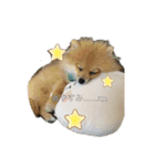 愛犬うた（個別スタンプ：15）