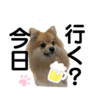 愛犬うた（個別スタンプ：16）