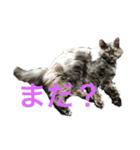 オシャン猫の黒江さん。（個別スタンプ：1）