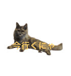オシャン猫の黒江さん。（個別スタンプ：2）