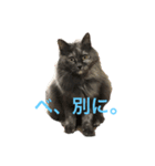 オシャン猫の黒江さん。（個別スタンプ：4）
