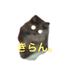 オシャン猫の黒江さん。（個別スタンプ：6）