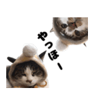我が家の猫はピノちゃんとポン太です。（個別スタンプ：1）