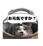 我が家の猫はピノちゃんとポン太です。（個別スタンプ：2）