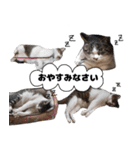 我が家の猫はピノちゃんとポン太です。（個別スタンプ：3）