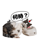 我が家の猫はピノちゃんとポン太です。（個別スタンプ：4）