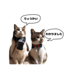 我が家の猫はピノちゃんとポン太です。（個別スタンプ：5）