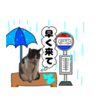 我が家の猫はピノちゃんとポン太です。（個別スタンプ：7）