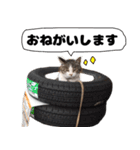 我が家の猫はピノちゃんとポン太です。（個別スタンプ：8）