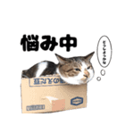 我が家の猫はピノちゃんとポン太です。（個別スタンプ：9）