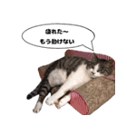 我が家の猫はピノちゃんとポン太です。（個別スタンプ：10）
