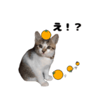 我が家の猫はピノちゃんとポン太です。（個別スタンプ：11）