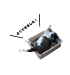我が家の猫はピノちゃんとポン太です。（個別スタンプ：12）