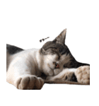 我が家の猫はピノちゃんとポン太です。（個別スタンプ：13）