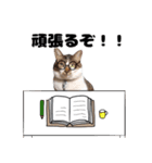 我が家の猫はピノちゃんとポン太です。（個別スタンプ：14）
