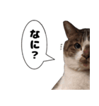 我が家の猫はピノちゃんとポン太です。（個別スタンプ：15）