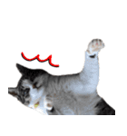 我が家の猫はピノちゃんとポン太です。（個別スタンプ：16）