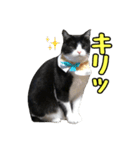 はちわれねこのちゃーぼ 7.1（個別スタンプ：1）