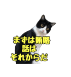 はちわれねこのちゃーぼ 7.1（個別スタンプ：10）