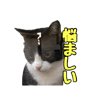 はちわれねこのちゃーぼ 7.1（個別スタンプ：12）