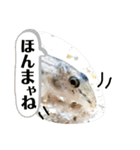 可愛いシマドジョウ7（個別スタンプ：1）