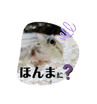 可愛いシマドジョウ7（個別スタンプ：2）