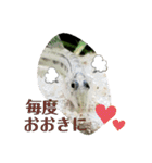 可愛いシマドジョウ7（個別スタンプ：3）
