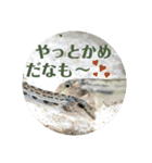 可愛いシマドジョウ7（個別スタンプ：7）