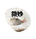可愛いシマドジョウ7（個別スタンプ：9）