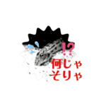 可愛いシマドジョウ7（個別スタンプ：12）
