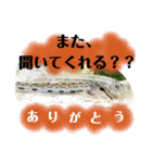 可愛いシマドジョウ7（個別スタンプ：19）