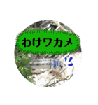 可愛いシマドジョウ7（個別スタンプ：20）