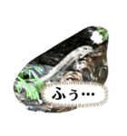 可愛いシマドジョウ7（個別スタンプ：22）