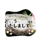 可愛いシマドジョウ7（個別スタンプ：23）