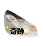可愛いシマドジョウ7（個別スタンプ：26）
