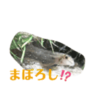 可愛いシマドジョウ7（個別スタンプ：29）