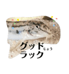 可愛いシマドジョウ7（個別スタンプ：31）